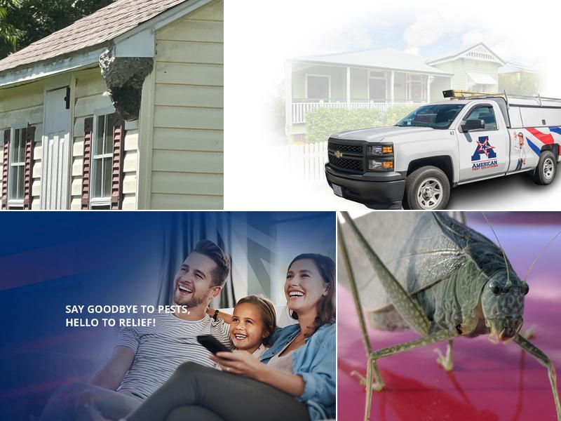 American Pest Solutions