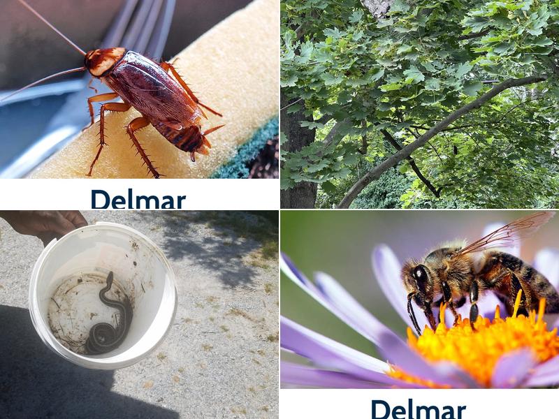 Delmar Pest Control