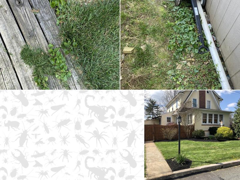 Lang's Lawn-Tree and Pest Control