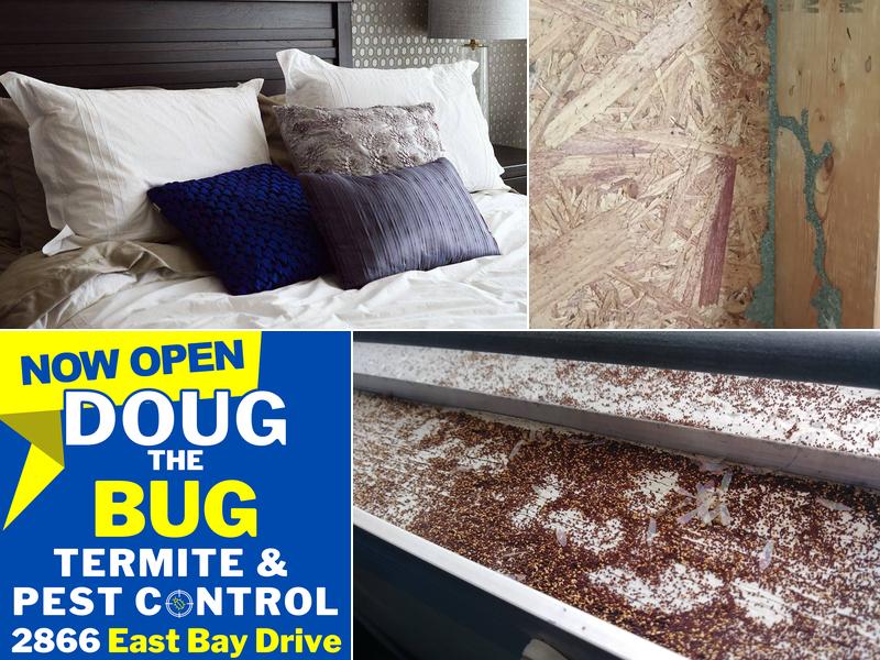 Doug the Bug Termite & Pest Control Inc.