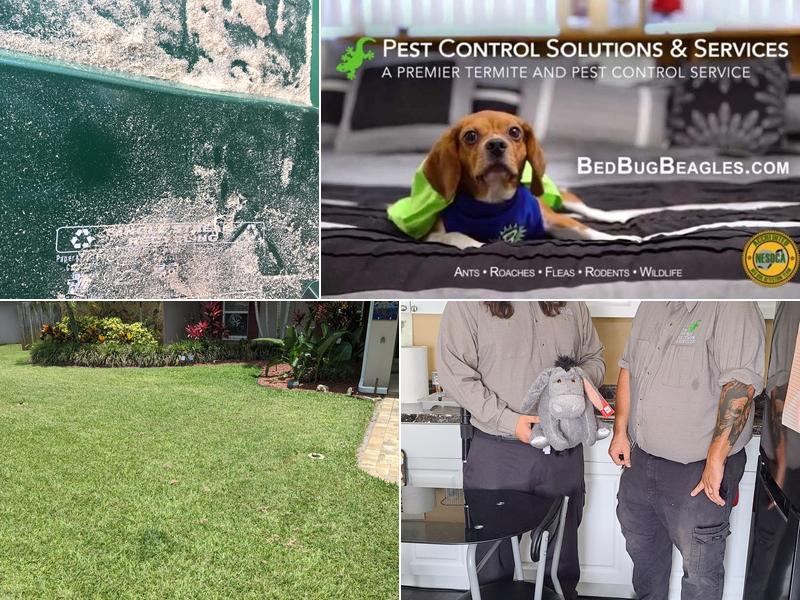 Pest Control Solutions & Services