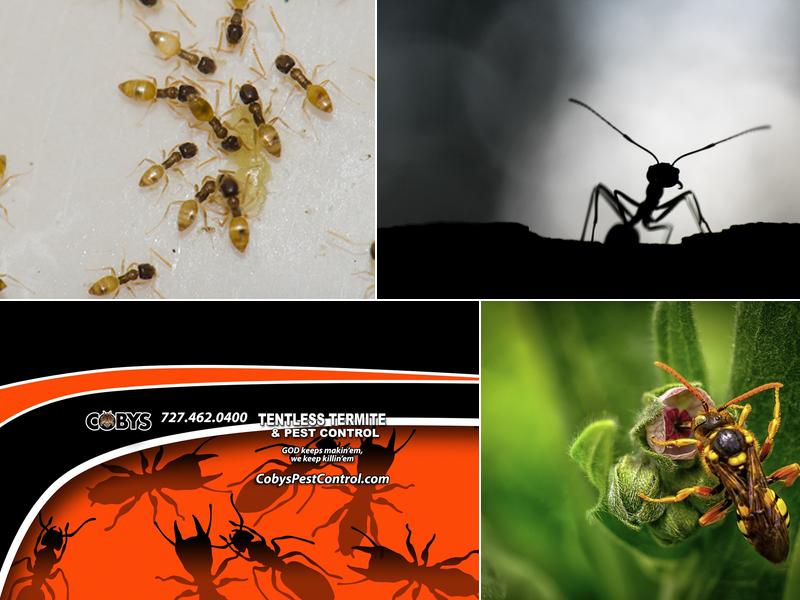 Coby's Tentless Termite & Pest Control