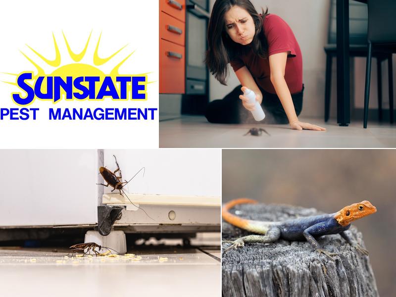 Sunstate Pest Management