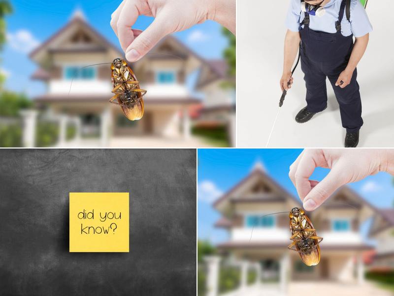 Bobby Grisson's Pest Management