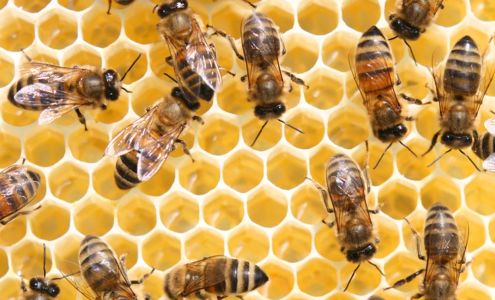 Affordable Bee Removal Service 6085 US-1, Fort Pierce Florida 34982