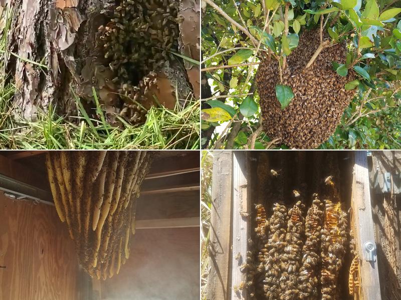 No Kill Bee Removal Company