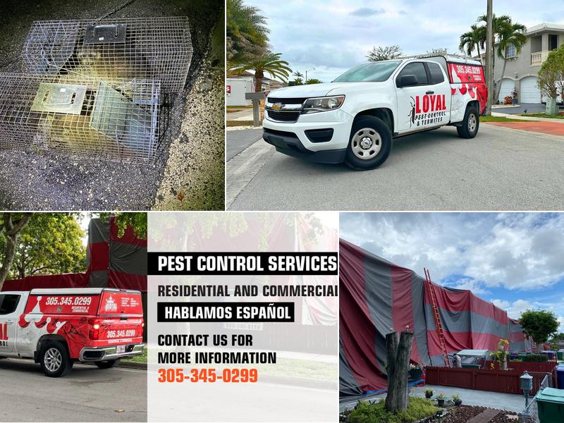 Loyal Pest Control and Termites