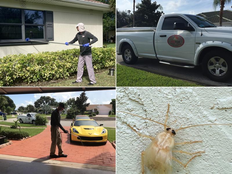 Redfox Pest Services