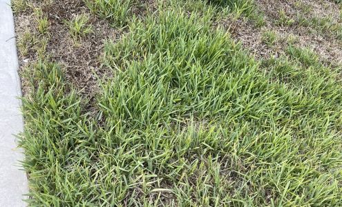 Bee Green Pest Control