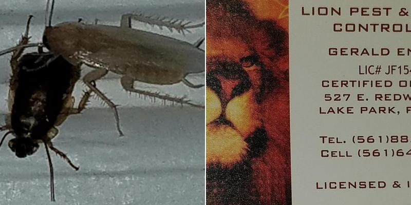 Lion Pest & Rodent Control