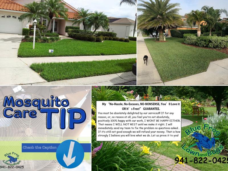 Blue Frog Lawn & Bugs