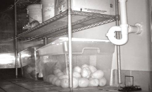 Excellent Environmental Services (PEST CONTROL)