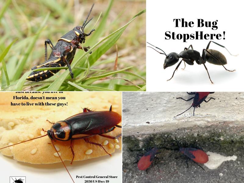 Pest Control General Store