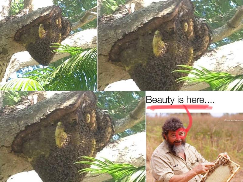 Apollo Too Pest Services