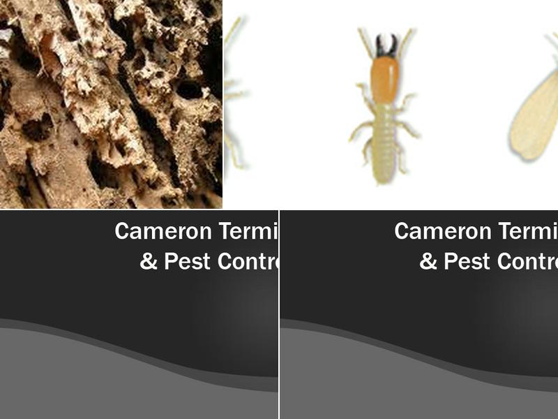Cameron Termite & Pest Control