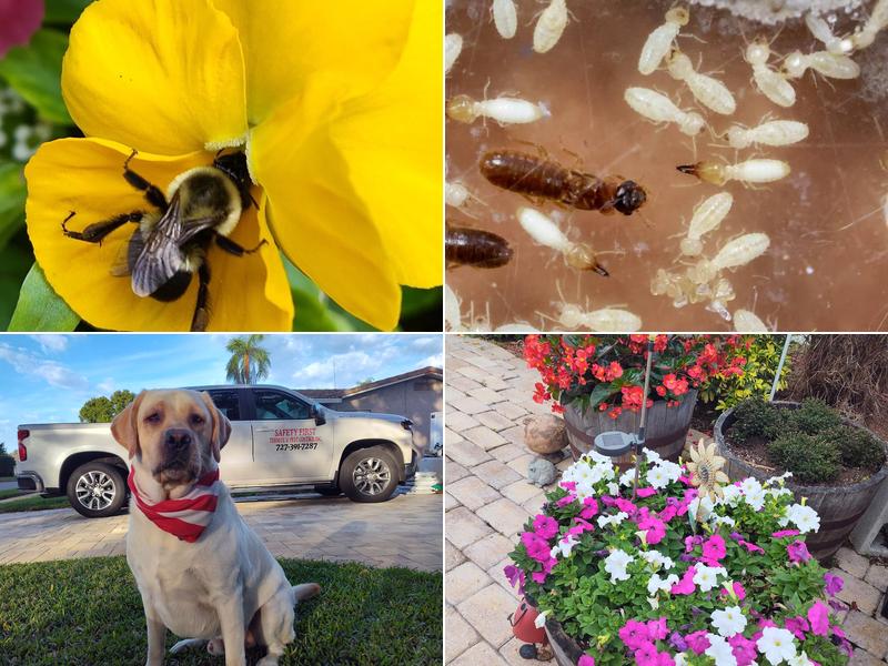 safety first termite and pest control inc.