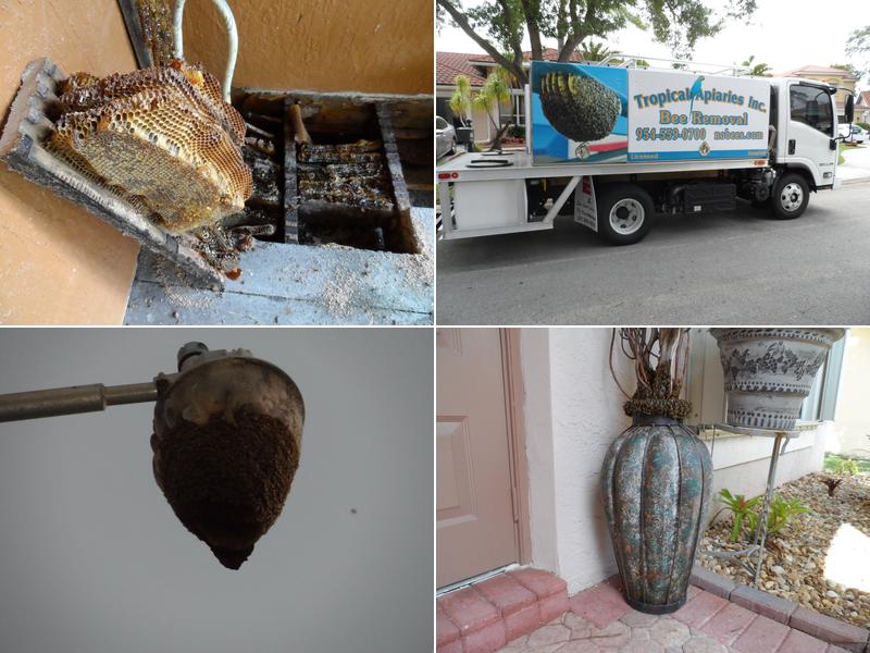 Tropical Apiaries Inc