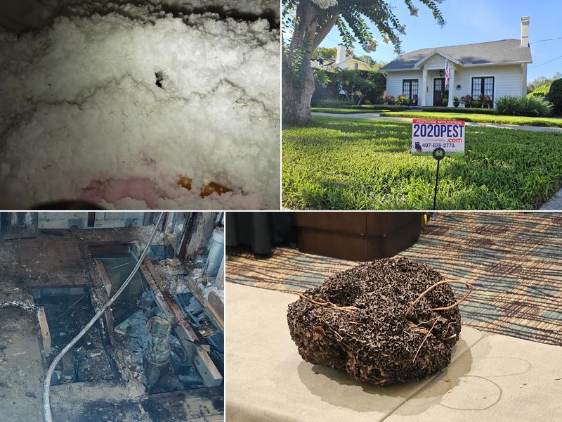 20/20 Pest Intervention