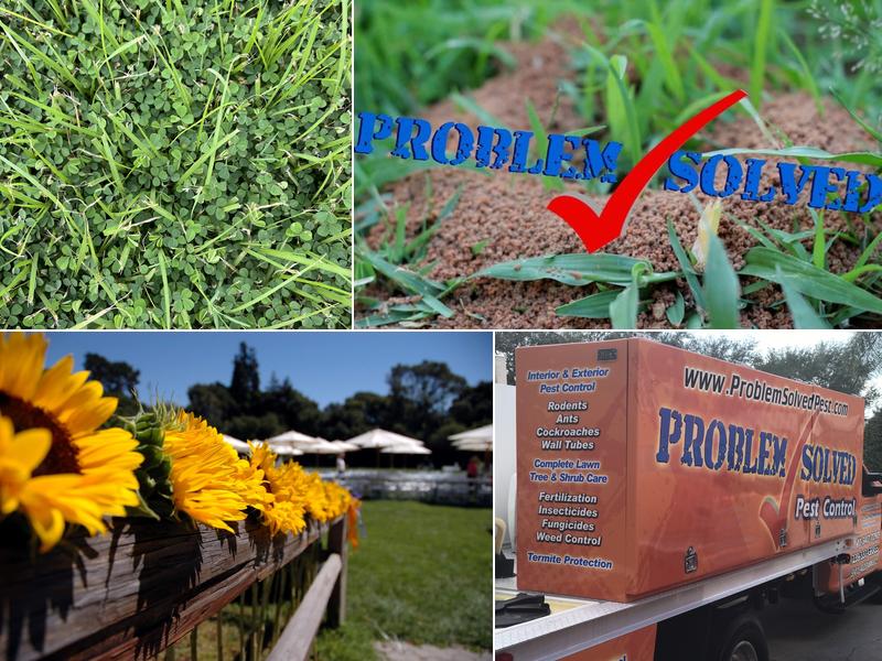 Problem Solved Pest Control