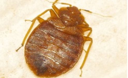 Preferred Pest Control 1128 Dean Forest Rd, Savannah Georgia 31405