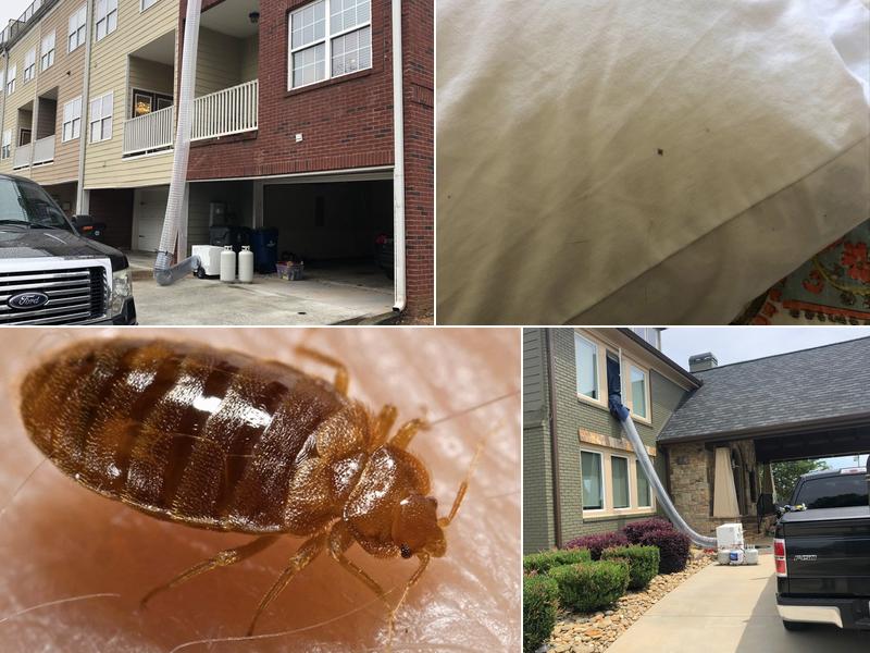 Atlanta Bed Bug Experts
