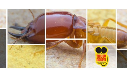 Truly Nolen Pest & Termite Control 21 Wabash Ct, Savannah Georgia 31406