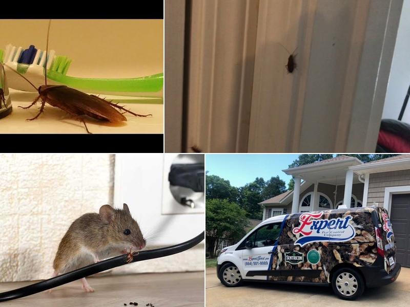Expert Pest Control