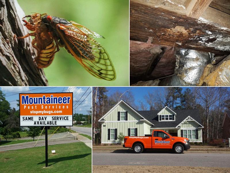Mountaineer Pest Services