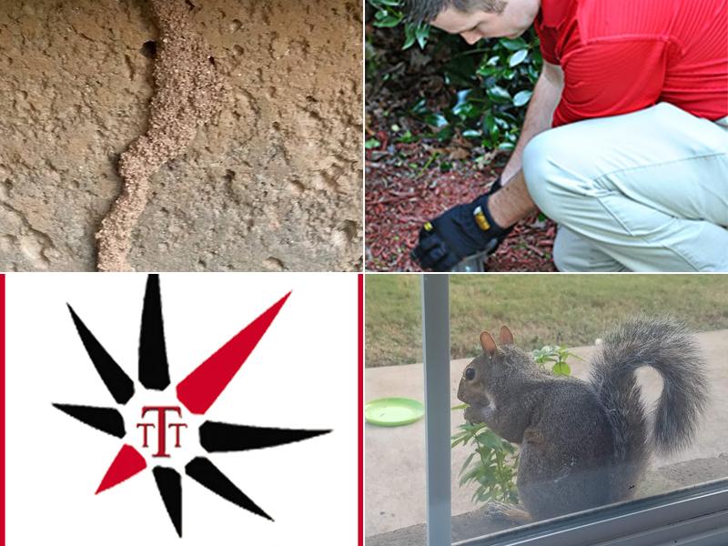 Elite Pest Control & Wildlife Removal Inc