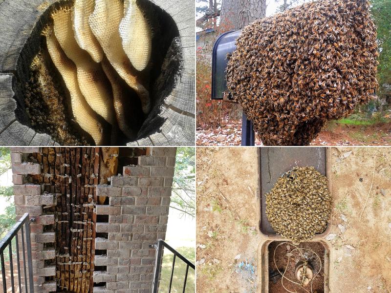 Southeast Bee Removal LLC