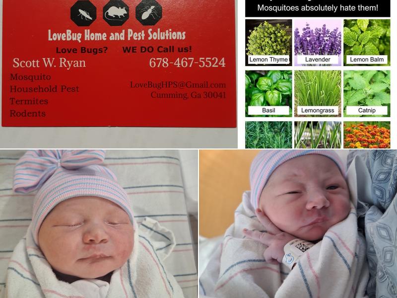 Lovebug Home and Pest Solutions