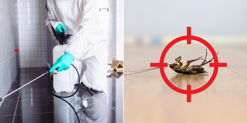 The Terminator Pest Control Service