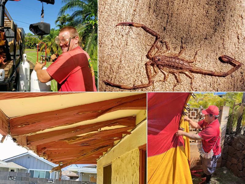 Aloha Pest Solutions