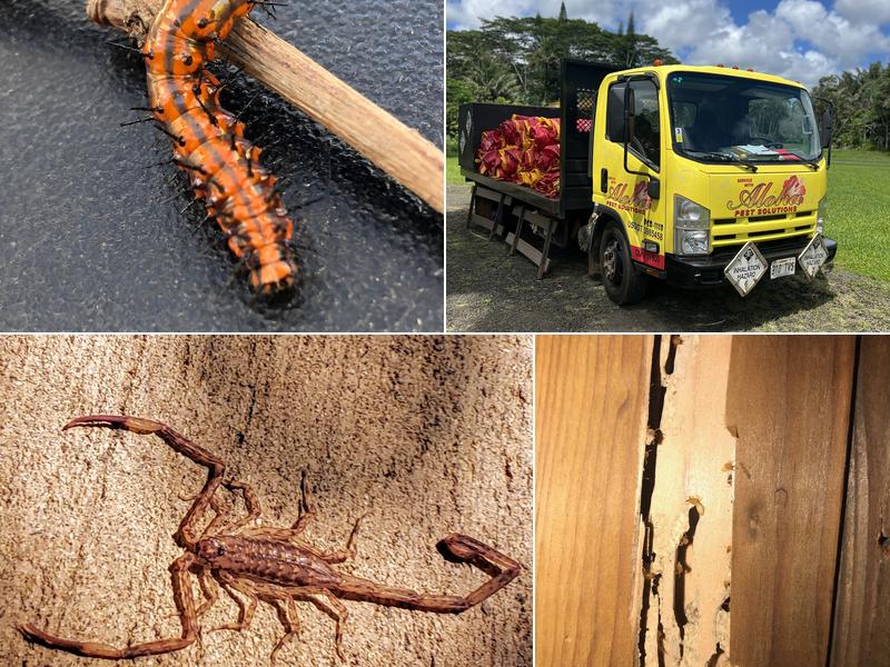 Aloha Pest Solutions