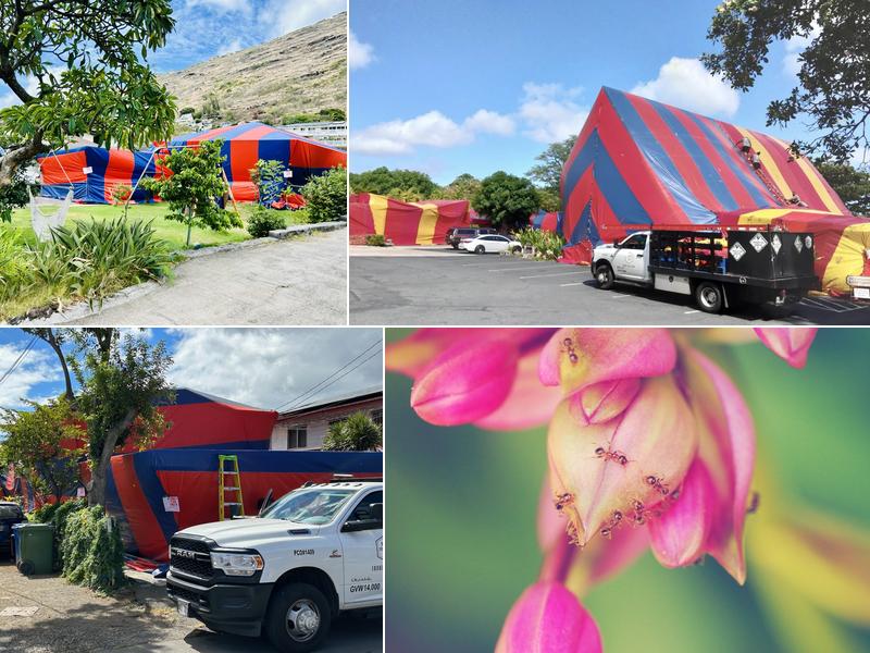 Absolute Termite & Pest Control Hawaii