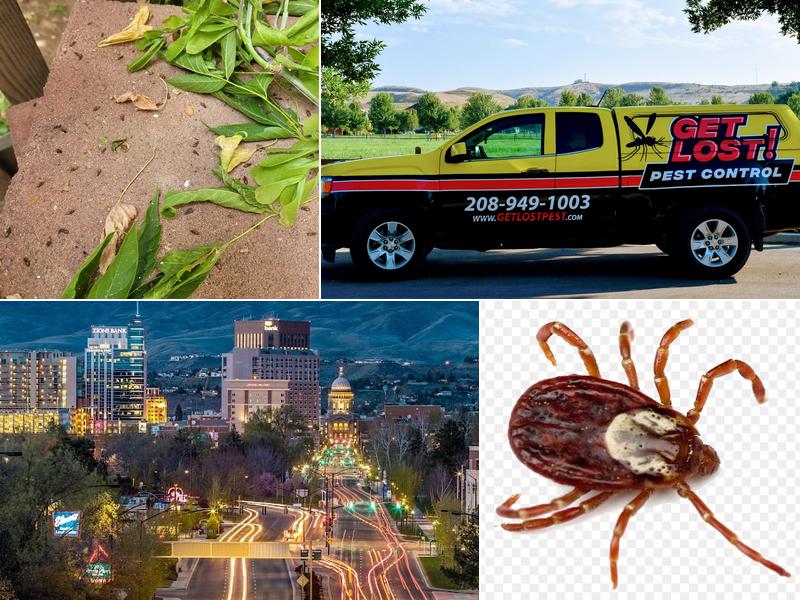 Get Lost Pest Control