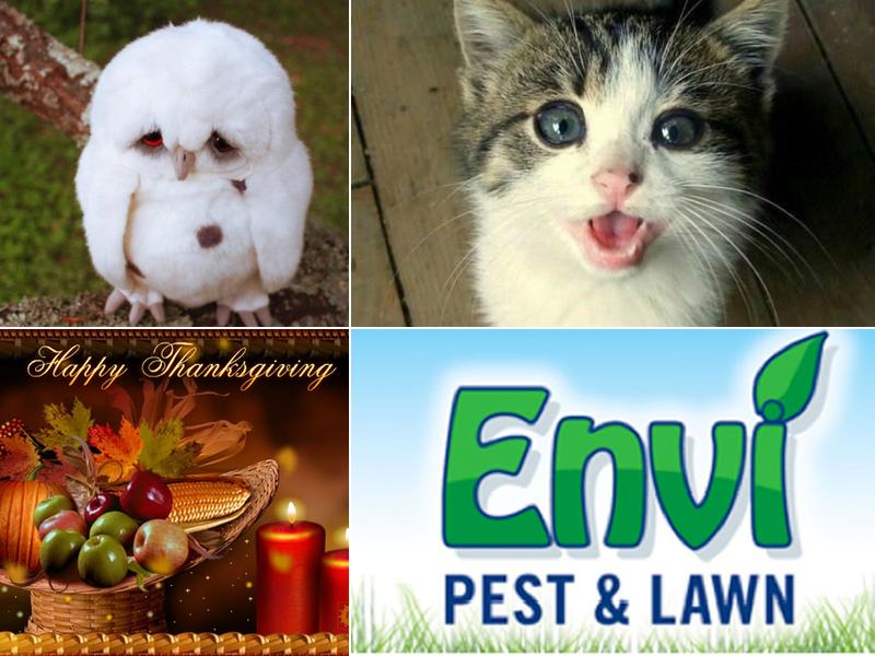 ENVI Pest Control