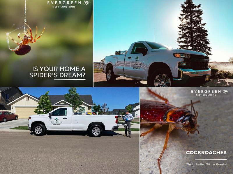 Evergreen Pest Solutions