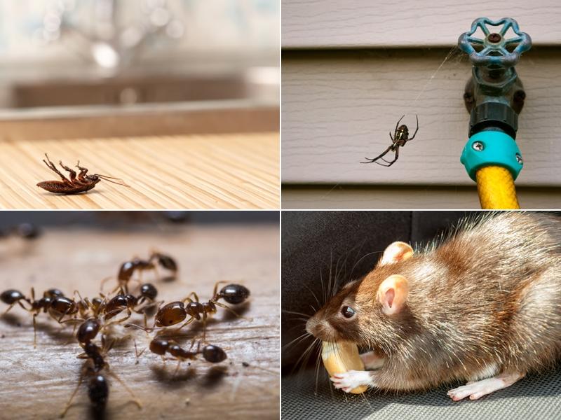 Schopen Pest Solutions