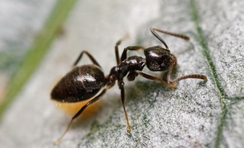 Madison County Termite and Pest Control 208 W Main St, Glen Carbon Illinois 62034