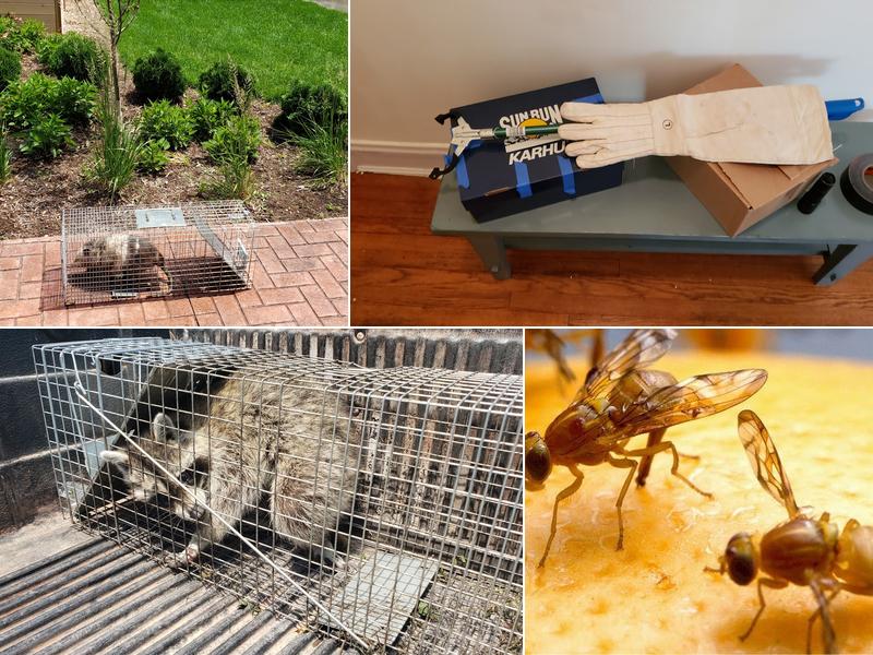 Pest Control Chicagoland, Inc