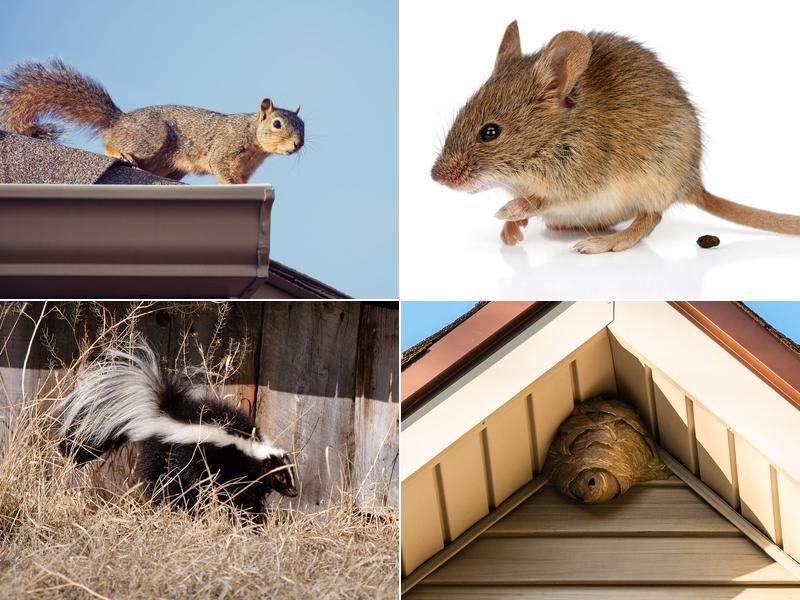 ABC Humane Wildlife Control and Prevention Inc.