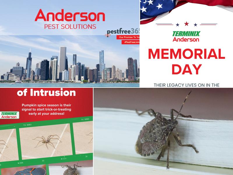 Anderson Pest Solutions