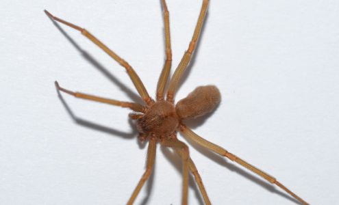 Ace Exterminating Co., INC.