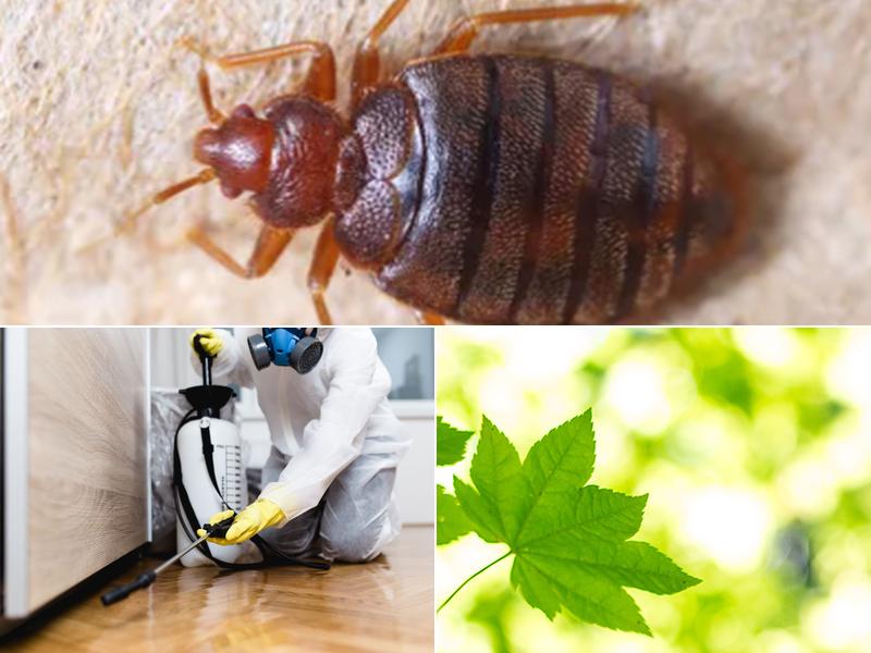 Baxter Pest Professionals