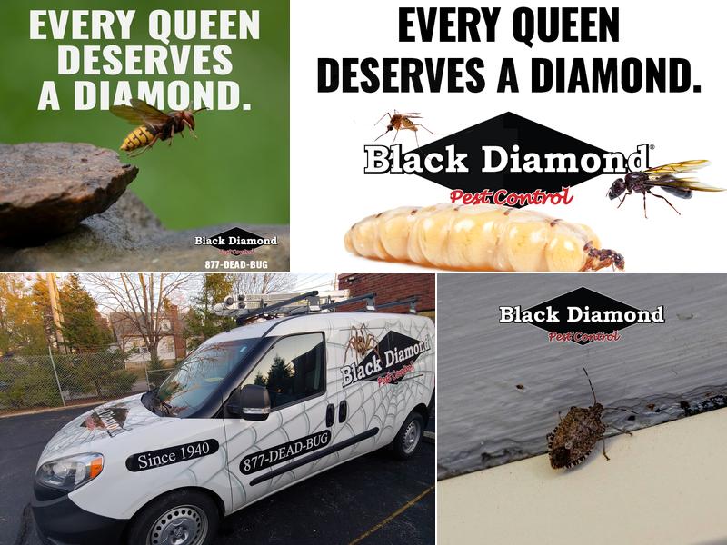 Black Diamond Pest Control