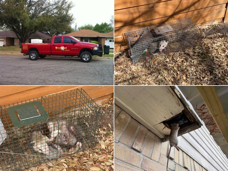 Bug-Out Pest Control LLC