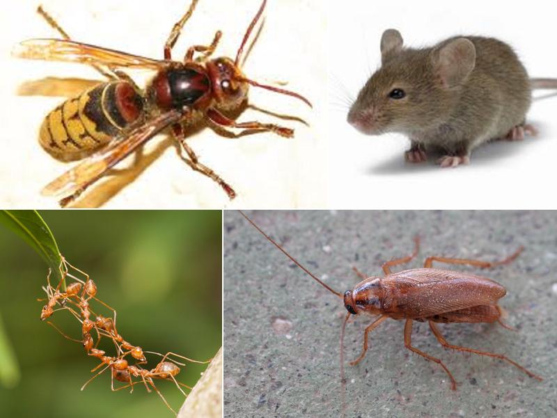 Patriot Pest Control LLC