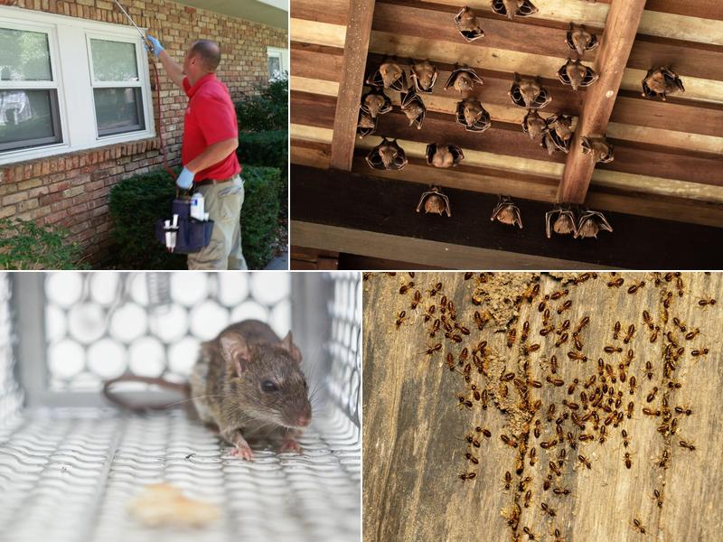 Priority Termite & Pest Control Inc