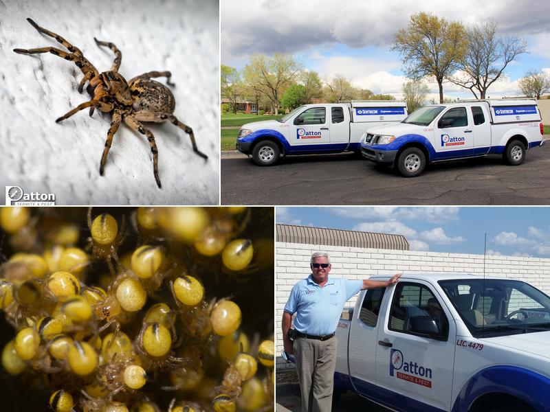 Patton Termite & Pest Control